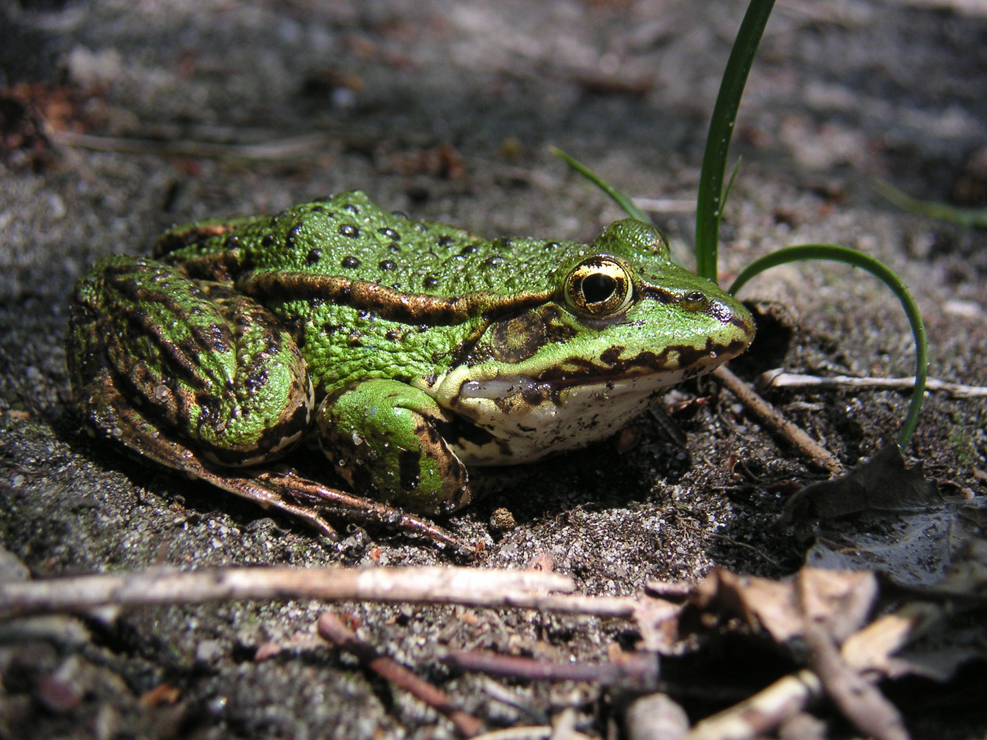 Frosch am Schwansee