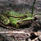 Frosch am Schwansee