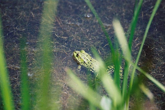 Frosch am See