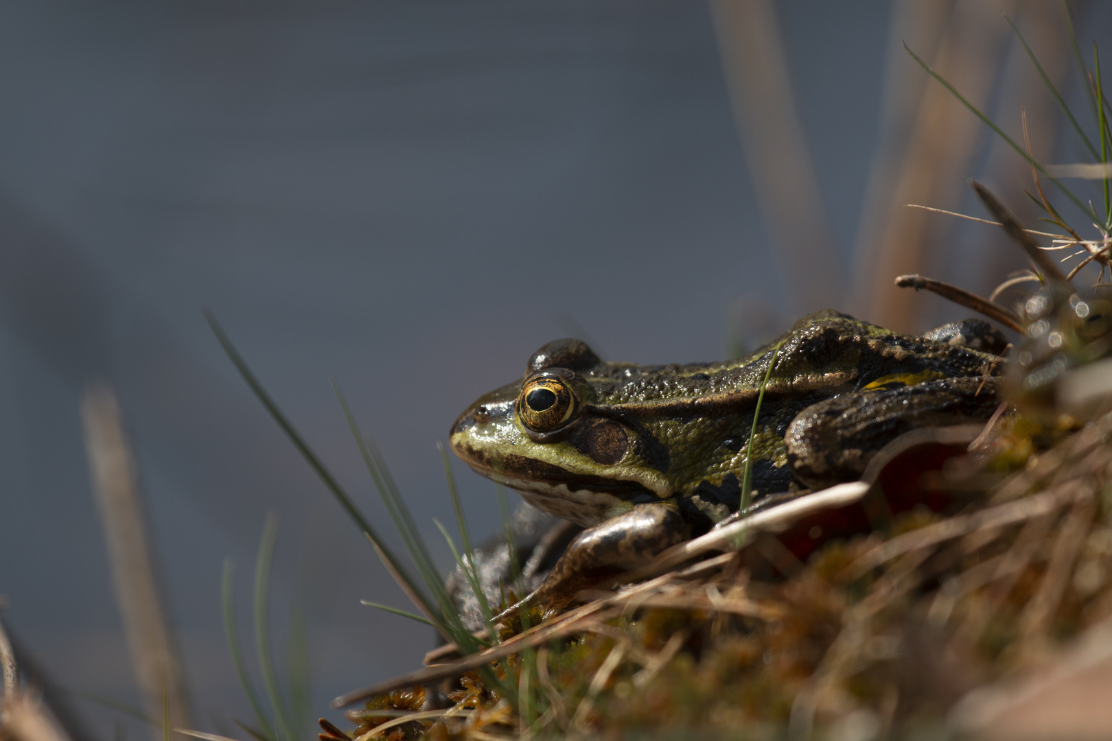 Frosch am Sonne tanken