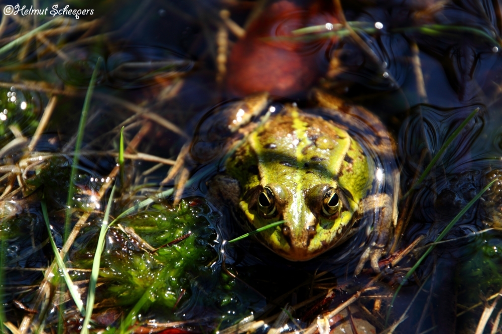 Frosch am sonnen