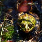 Frosch am sonnen