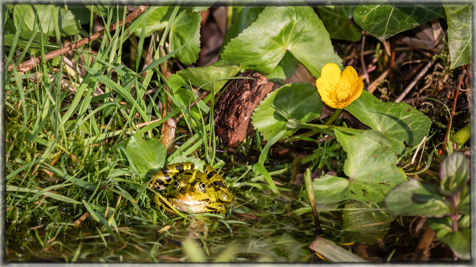 Frosch am Teich