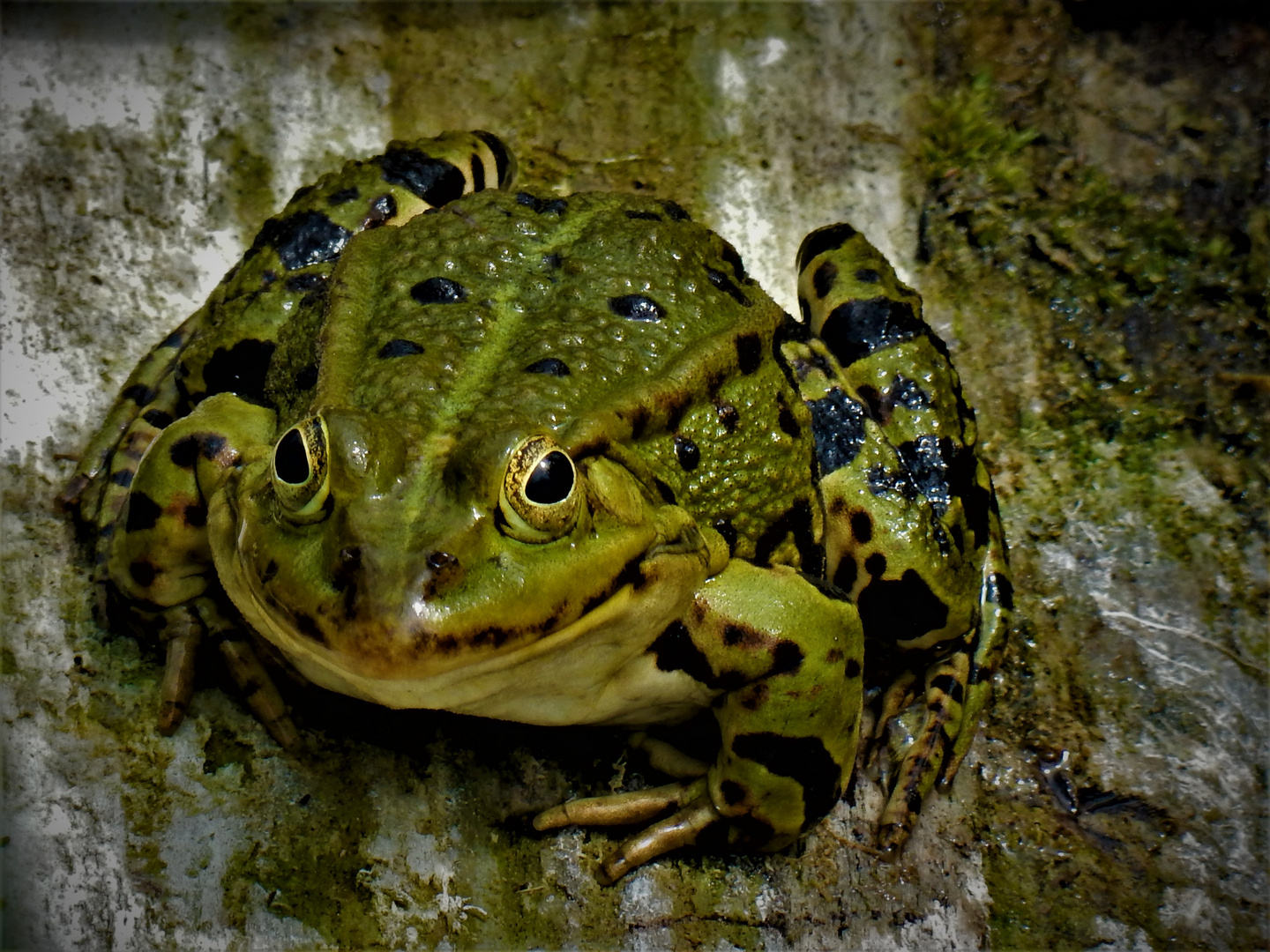 Frosch am Teich Foto & Bild draussen, 10.05.2020 Bilder auf