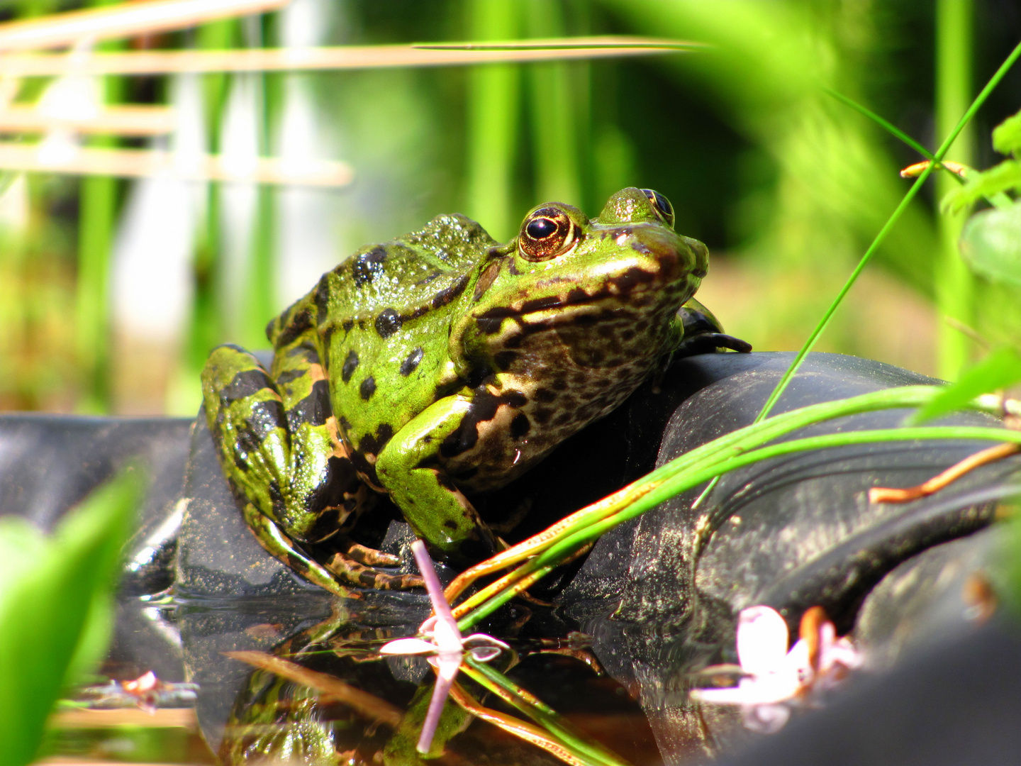 Frosch am Teich