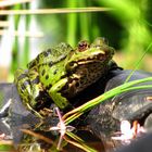 Frosch am Teich