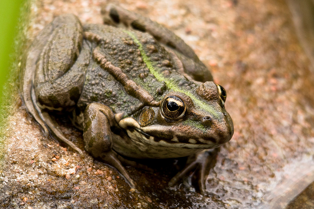 Frosch am Teich