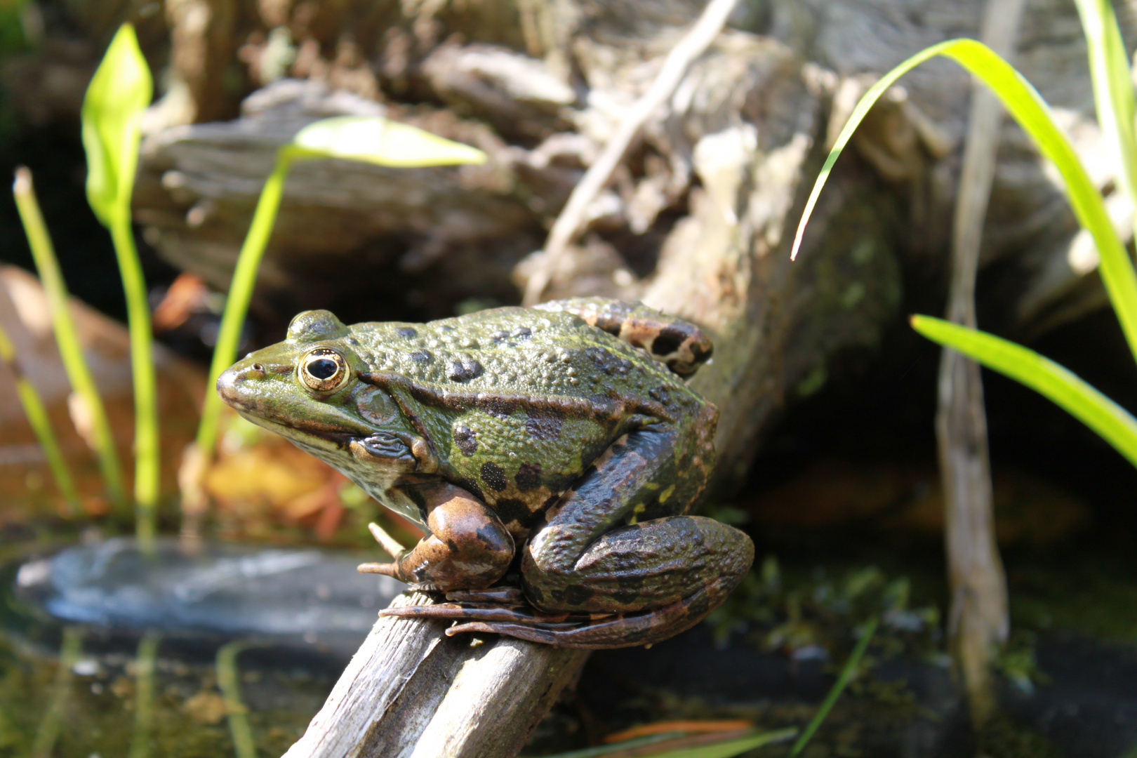 Frosch am Teich...