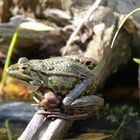 Frosch am Teich...