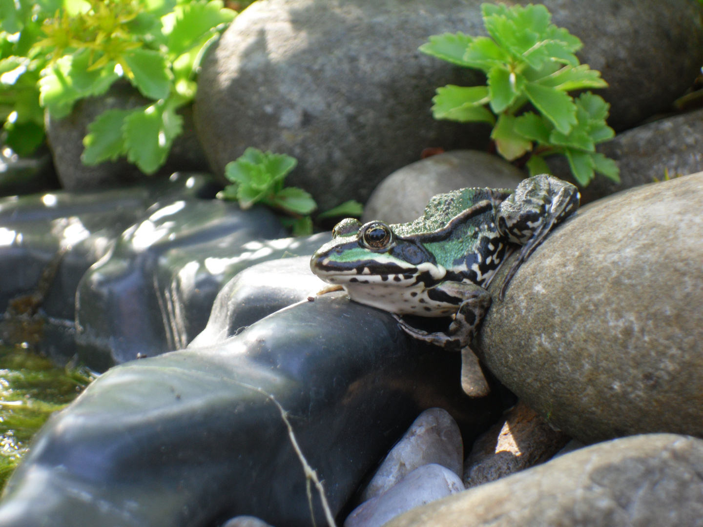 Frosch am Teich