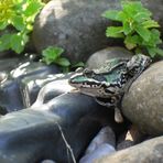 Frosch am Teich