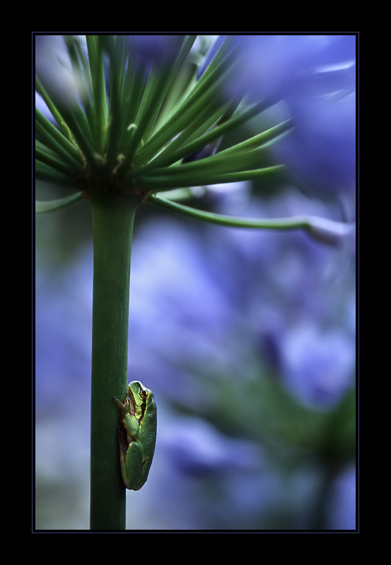 Frosch "an" Agapanthus