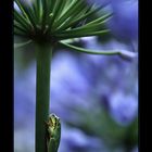 Frosch "an" Agapanthus