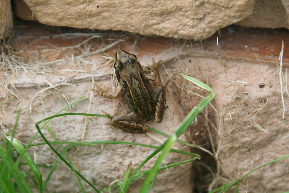 Frosch an der Mauer