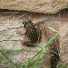 Frosch an der Mauer