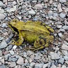 Frosch an falscher Stelle