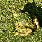 Frosch an Linsensuppe