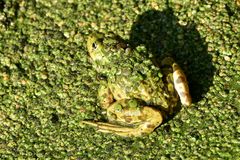 Frosch an Linsensuppe