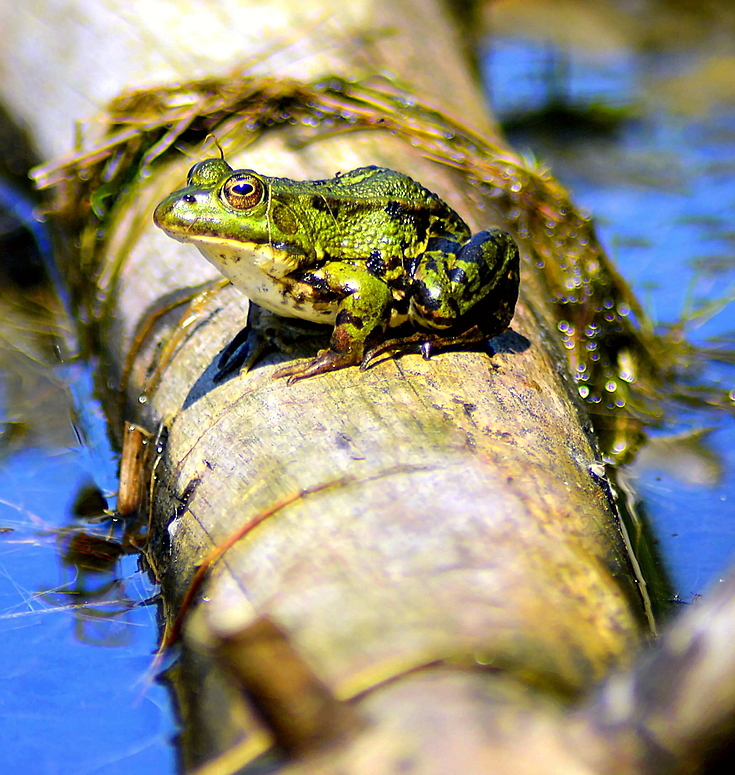 Frosch auf Ast 