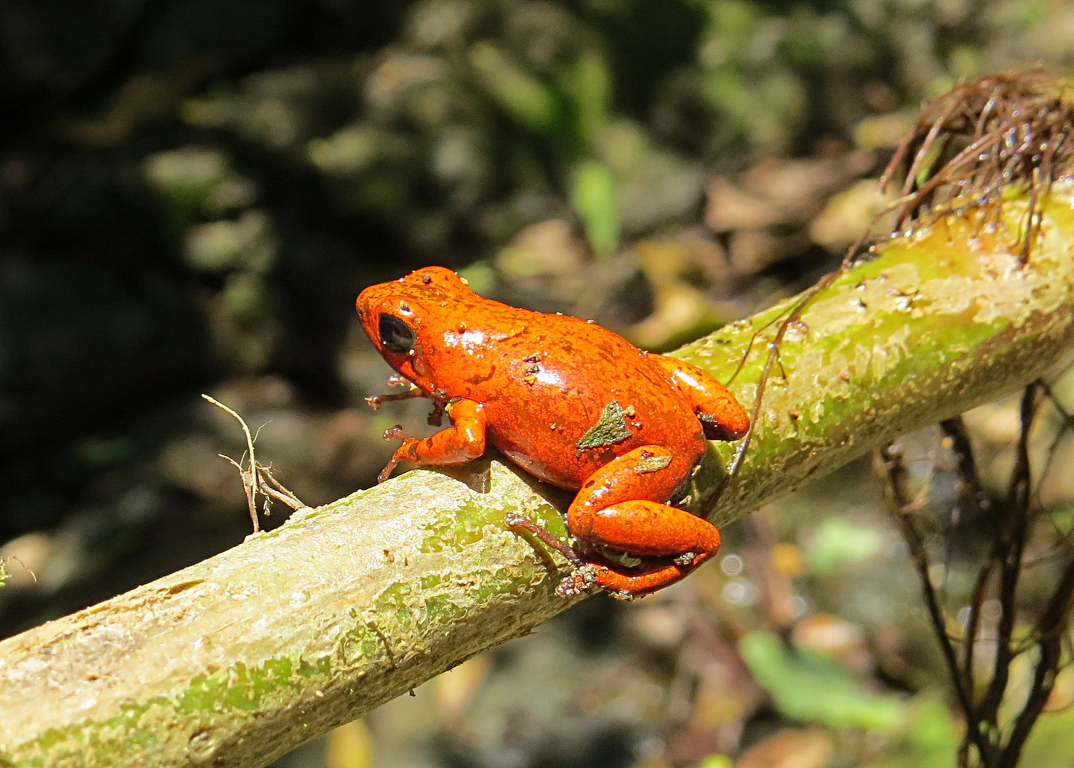 Frosch auf Ast