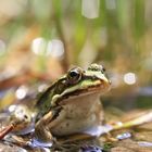 Frosch auf Augenhöhe