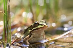 Frosch auf Augenhöhe