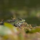 Frosch auf Aussichtspunkt