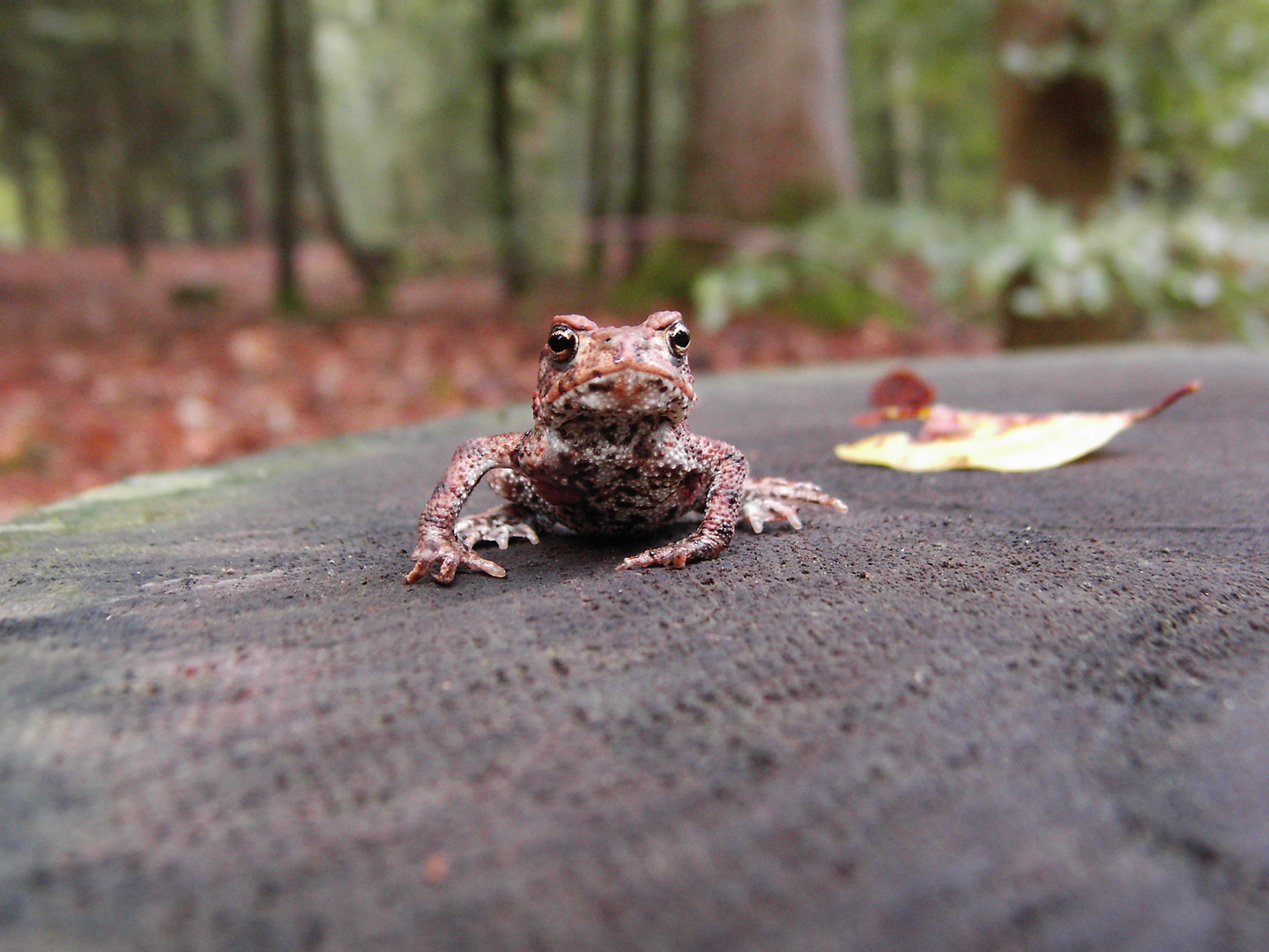 Frosch auf Baumstumpf