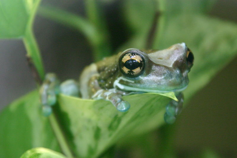 Frosch auf Beobachtung