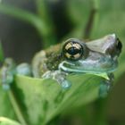 Frosch auf Beobachtung