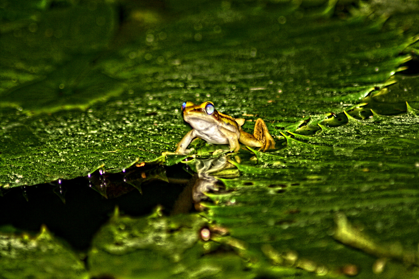 Frosch auf Blatt