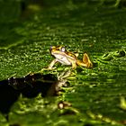 Frosch auf Blatt