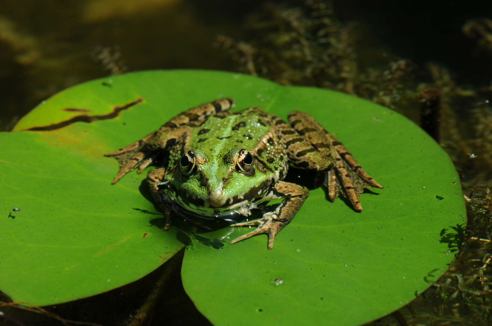 Frosch auf Blatt