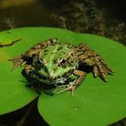 Frosch auf Blatt