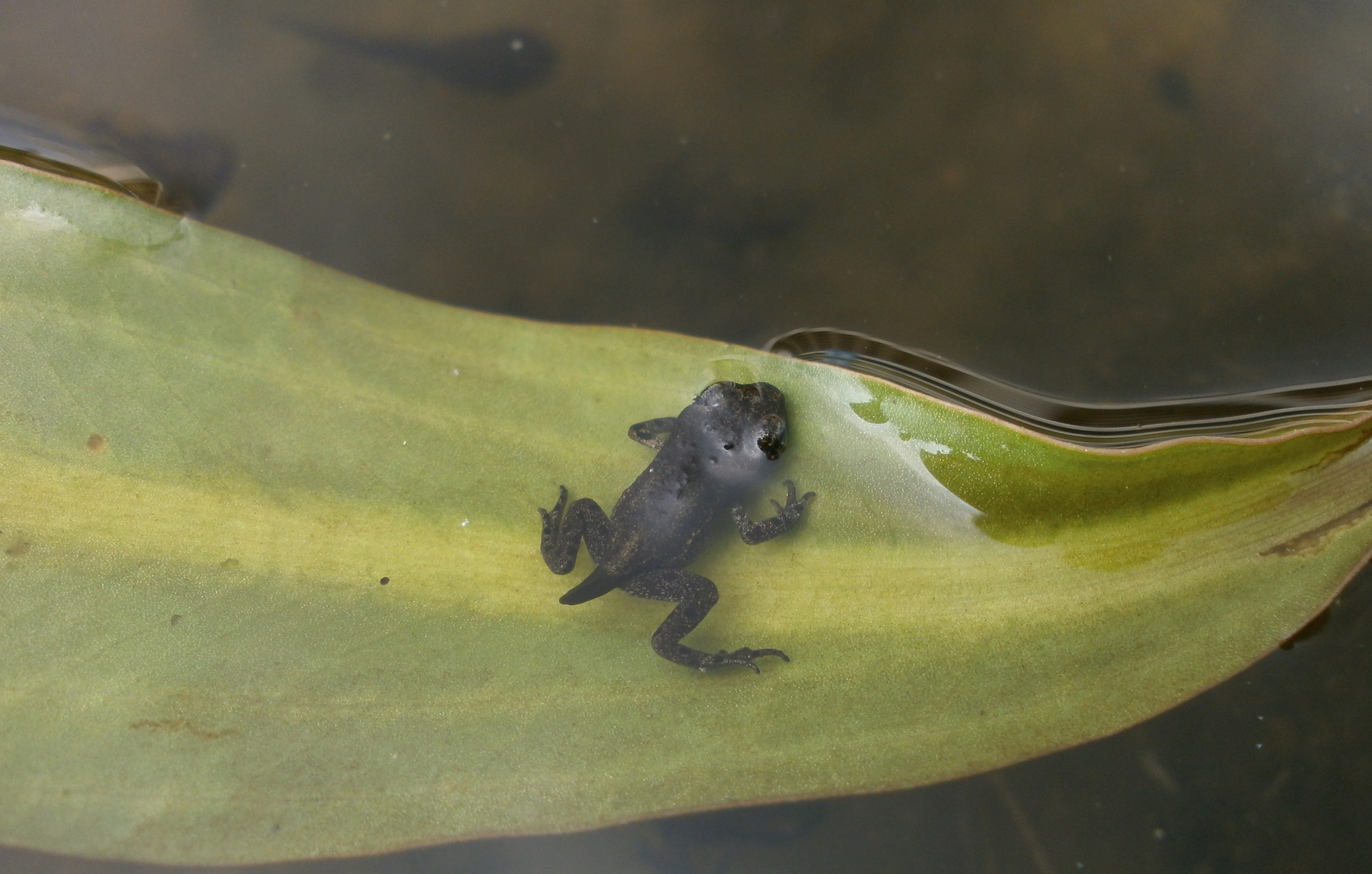 Frosch auf Blatt