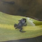 Frosch auf Blatt