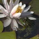 frosch auf blüte