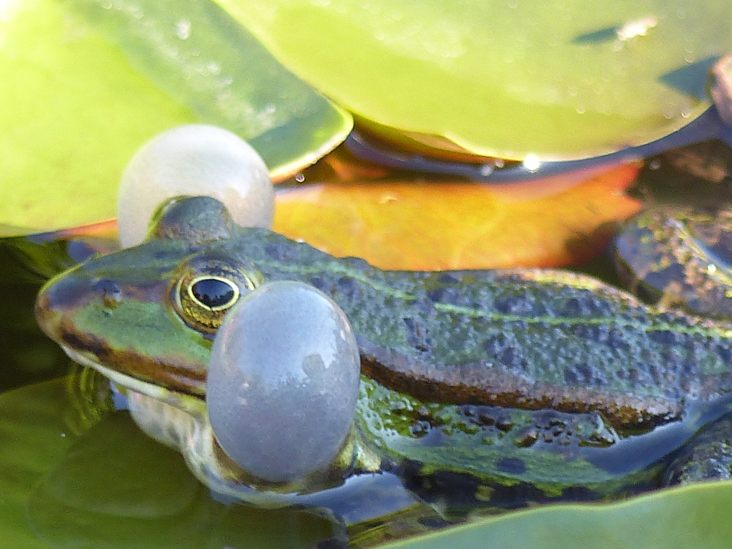 Frosch auf Brautschau im Gartenteich