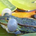 Frosch auf Brautschau im Gartenteich