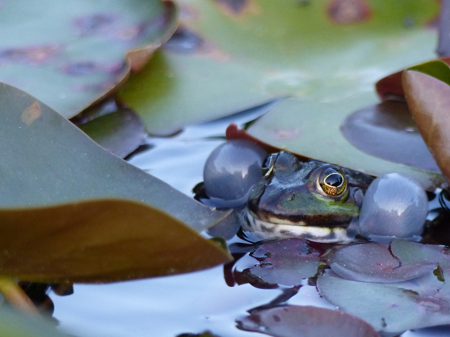 Frosch auf Brautschau - Mit dicken Backen und lautem Quaken