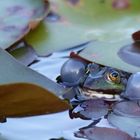 Frosch auf Brautschau - Mit dicken Backen und lautem Quaken