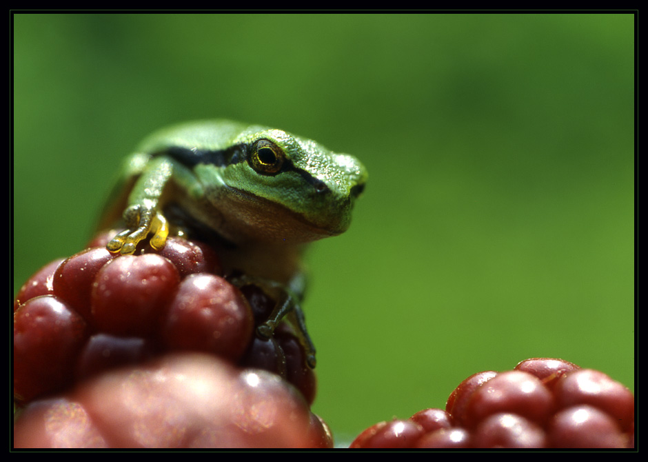 Frosch auf Brombeere...