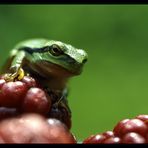 Frosch auf Brombeere...