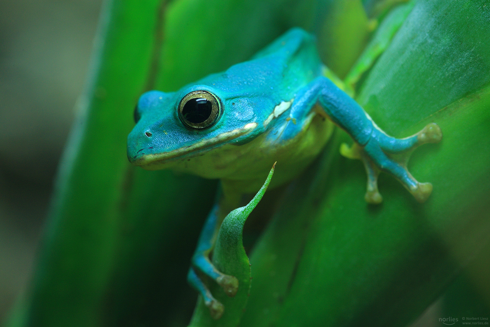 Frosch auf dem Blatt