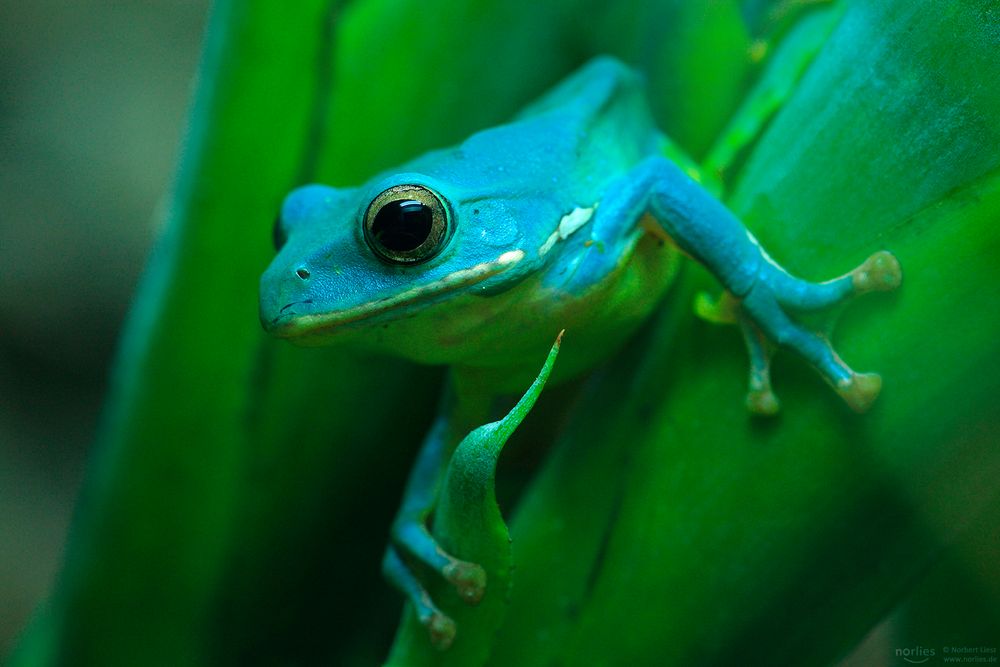 Frosch auf dem Blatt