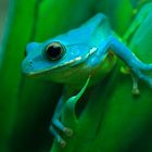 Frosch auf dem Blatt