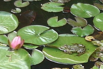 Frosch auf dem Seerosen Blatt