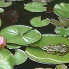 Frosch auf dem Seerosen Blatt