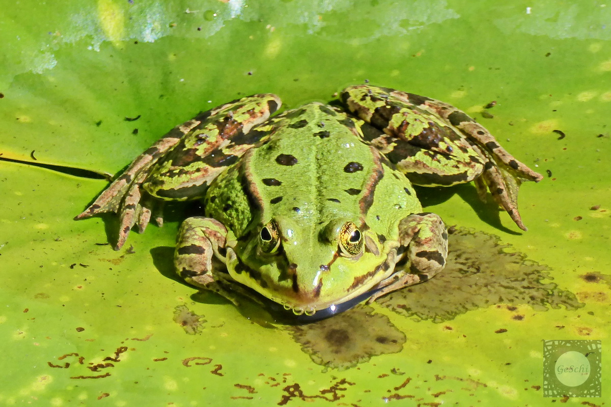 Frosch auf dem Seerosenblatt