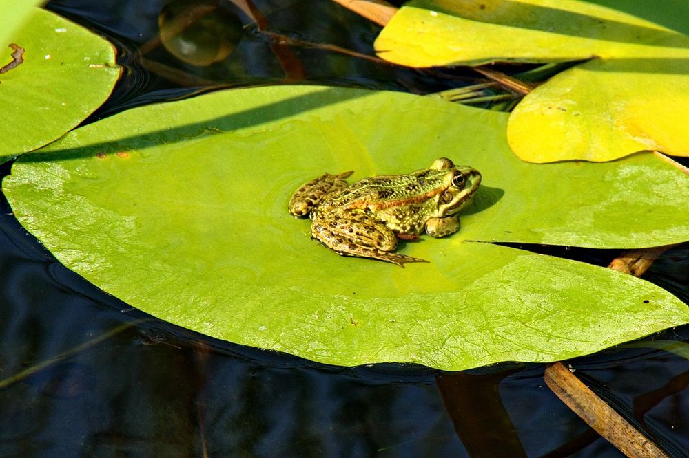 Frosch auf dem Seerosenblatt